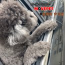 멍댕이 애견유치원 이미지