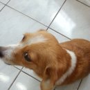 애견종합병원 이미지