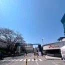 25년 SK인천석유화학 벚꽃동산 개방1일차 개화상황 방문 후기
