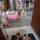 개in샵(개in#) 이미지