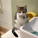 히히냥냥 | 강남 고양이카페 히히냥냥 시간 순삭됐던 힐링만끽 솔직후기