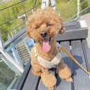 스타일좋개 이미지