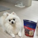 댕댕아리 | 펫투데이 댕댕야시장 핫도그 덴탈껌 후기