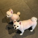 피터펫카페 이미지