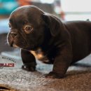 하이롤러 코리아 이미지