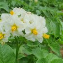 감자꽃필무렵 이미지