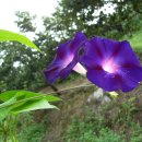 꽃들의 미소 이미지