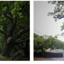 명월길500 이미지