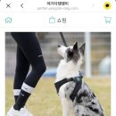 여기다댕댕이