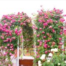 기차마을 장미공원 이미지