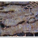 광양숯불고기 - 여수시 성산1길 8-7 | 광양숯불고기