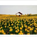 선도수선화 이미지