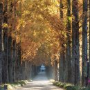 메타세콰이어길 이미지