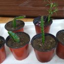 솔내음솔솔 이미지