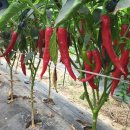 오미농장 이미지