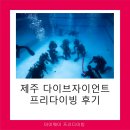 다이브 자이언트 제주 | 제주 다이브자이언트 방문 프리다이빙 후기