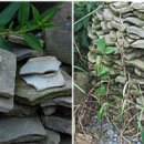 탑동 5층석탑 이미지