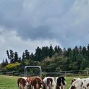 성은목장 이미지