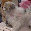 펫뉴트리션 | 강아지 피부영양제 간식처럼 급여하는 펫누리 뉴트리션 플랜 피부 후기