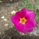 만옥정길 이미지