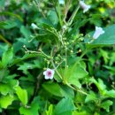 (재)천리포수목원 에코힐링센터 | 8월 30일 토요일 여름의 끝자락, 천리포수목원 에코힐링센터 숙소, 매트리스 침대방 이용한 후기입니다.