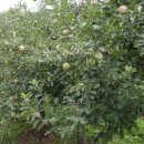 석화농원 이미지