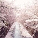 일본인이 자랑하는 왕벚나무는 정말 한국이 원산지 입니까? 이미지
