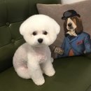 그루밍폼폼 이미지