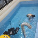 큐보문풀빌라 | 경주 24시간 미온수(온천수) 수영장이 있는 큐보문 풀빌라! #내돈내산