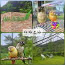 아마조나2호 | [가평] 자연을 담은 앵무새 운동장 아마조나 방문기