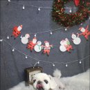 주견야DOG | 남양주애견샵에서 발견한 친절한 매력 주견야DOG 후기