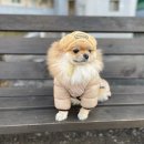 키마스터 | 우리 집 개아들을 위한 눈 건강 치트키! 👀 '눈&눈물마스터' 솔직 후기