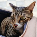 이호동물병원 이미지