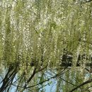 26.5.6.하얀등나무 White Wisteria 이미지