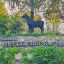 덕소 승마클럽 이미지