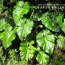 필로덴드론 멜라노크리섬 Philodendron Melanochrysum 이미지