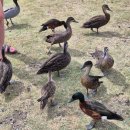 (주)돌핀레져여행 | [시드니 DAY3] 참좋은여행 패키지 / 포토스테판 오크베일 동물원 + 야생 돌핀 크루즈 + 샌드보딩