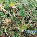 아지랑냉이랑 이미지