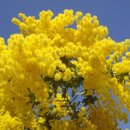 아카시아 이미지