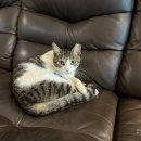 로그무인텔 이미지