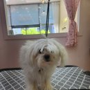 쁘니애견 이미지