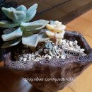 살구미농장 이미지