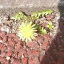 우리민들레약국 이미지