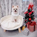 SM펫살롱 이미지