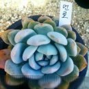 에그린농장 이미지