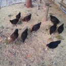 해마루농원 이미지