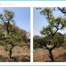 삼보농장 Daum카페