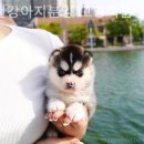 인천 강아지분양 고양이분양 미유펫 이미지