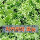 치커리의 효능 이미지