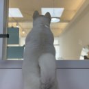 요미요미 강아지미용실 네이버블로그